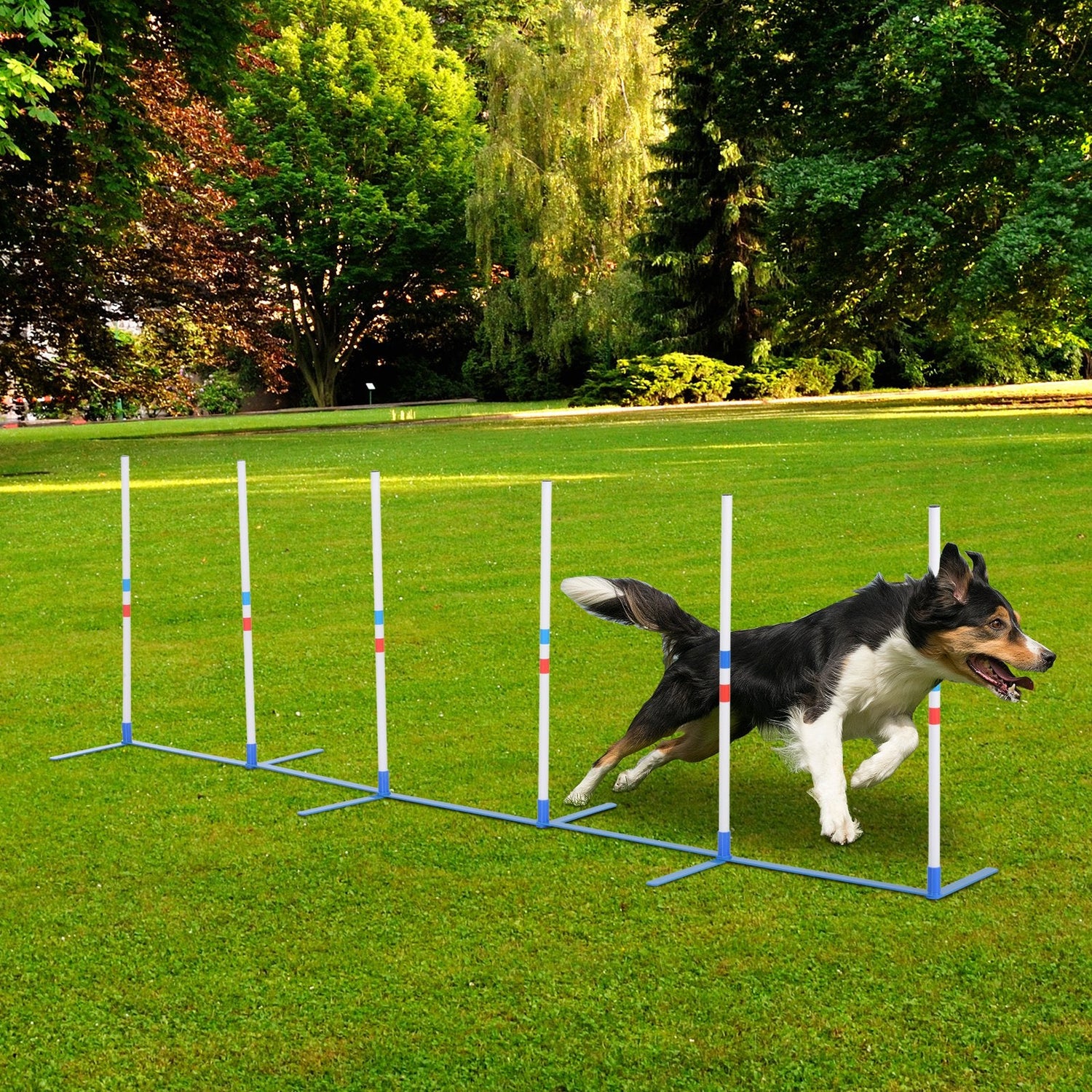 Agility Equipment