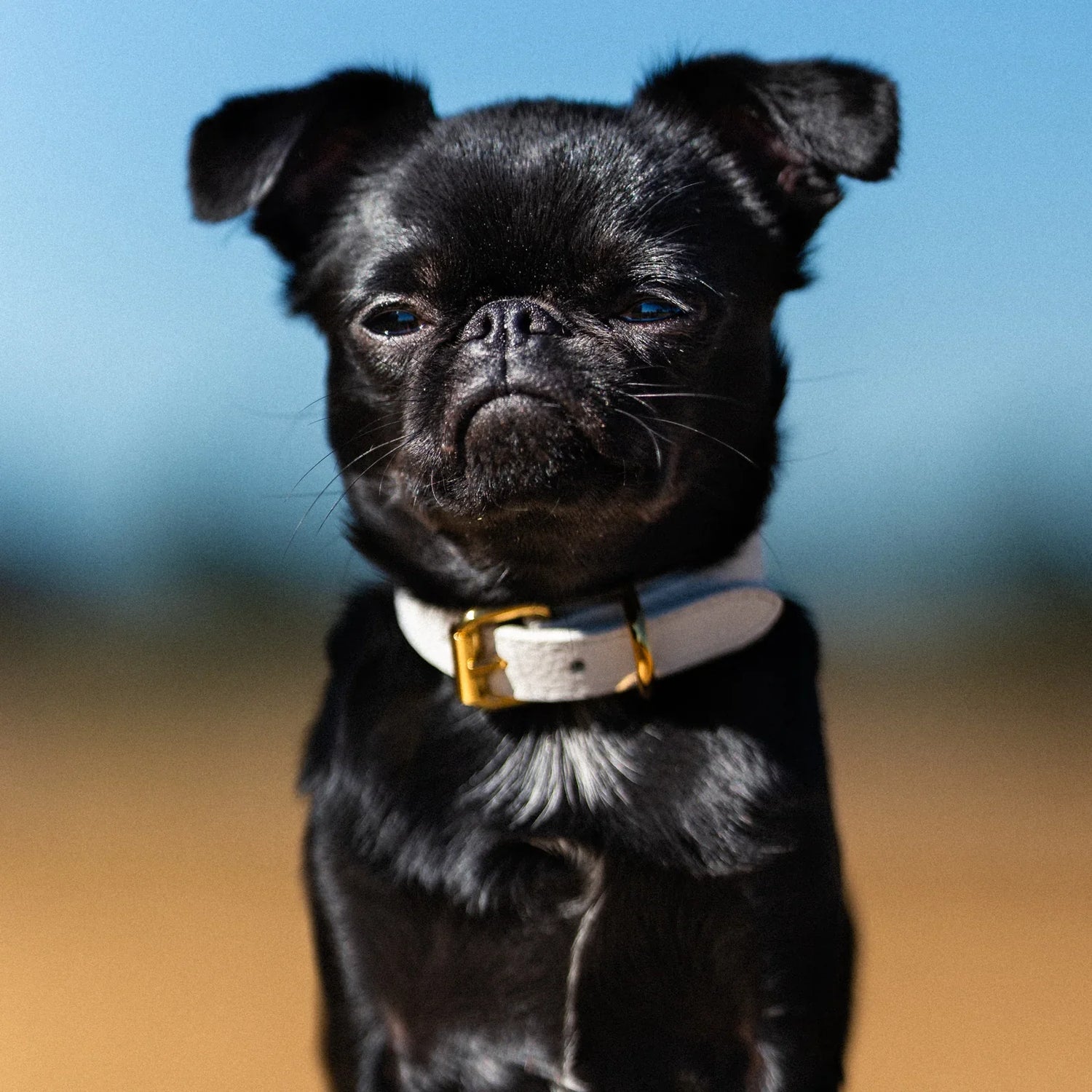 Collars