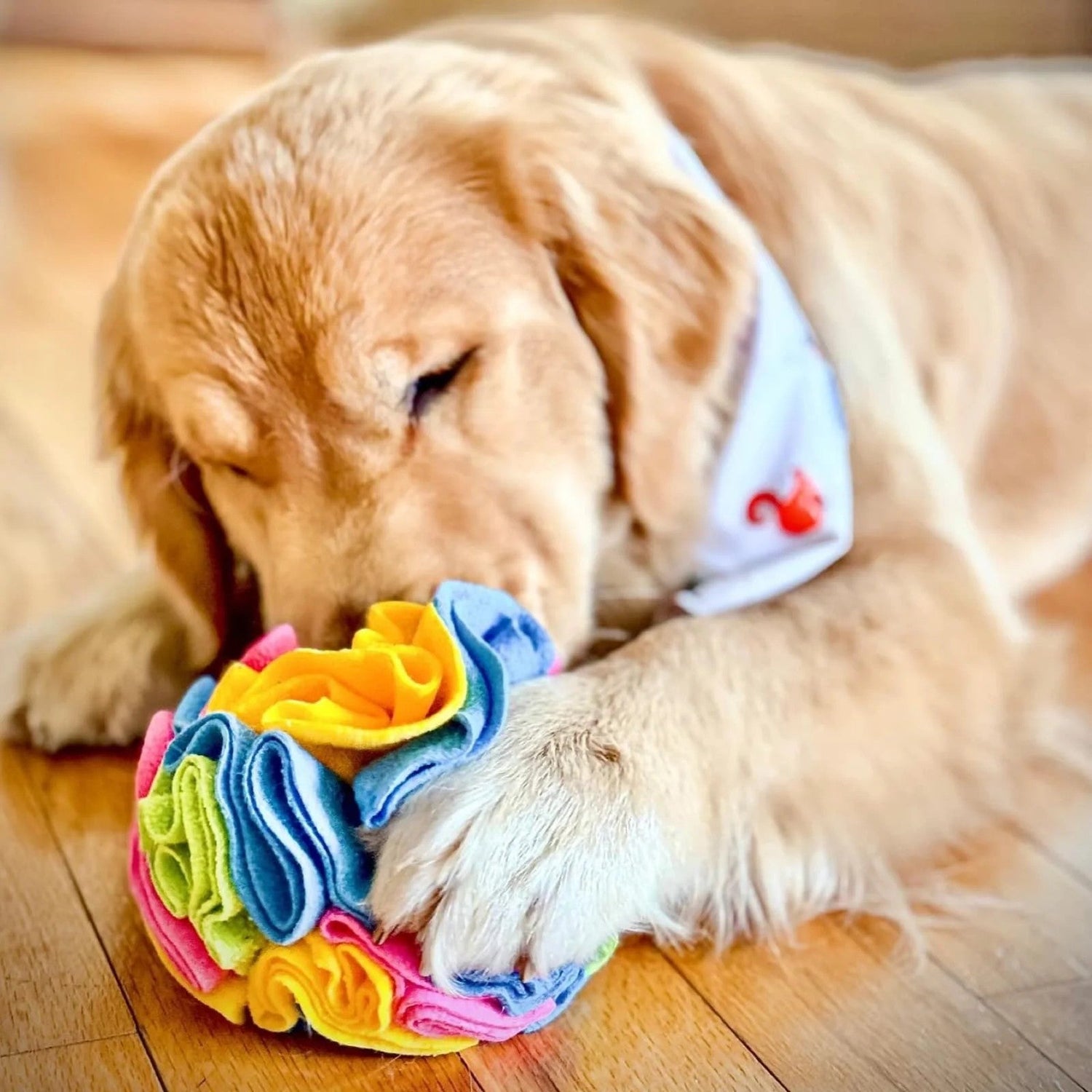 Dog Toys